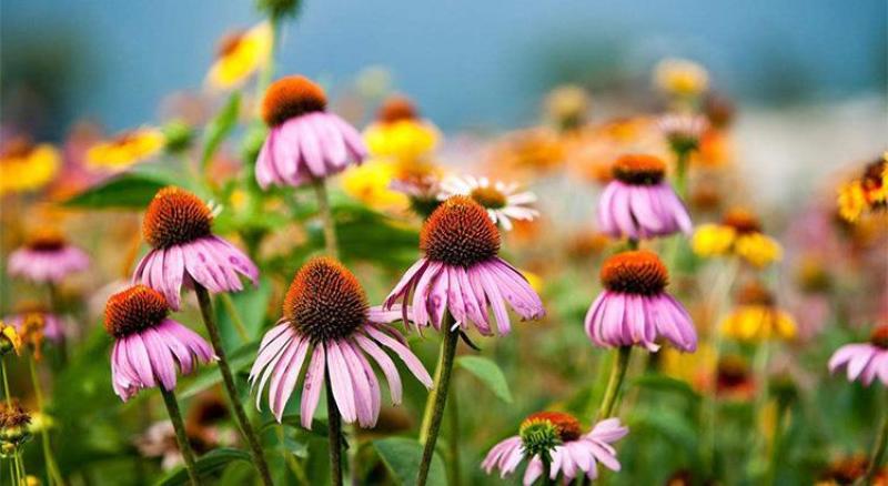 松果菊多年生宿根植物花卉紫锥花紫松果菊种子室外庭院耐寒紫