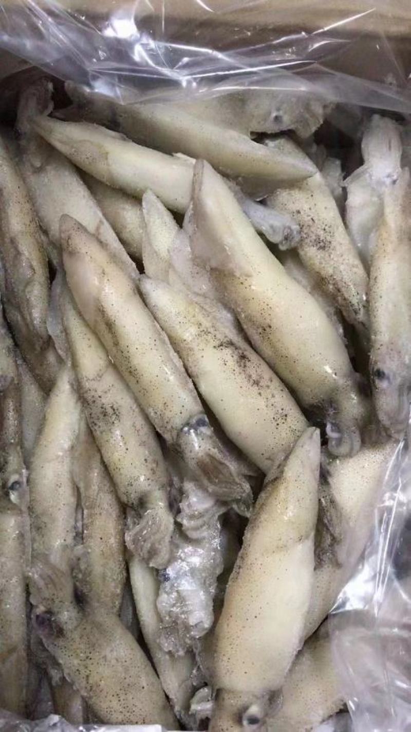 满籽海兔#籽乌#新鲜单冻海兔#笔管鱼