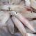 满籽海兔#籽乌#新鲜单冻海兔#笔管鱼