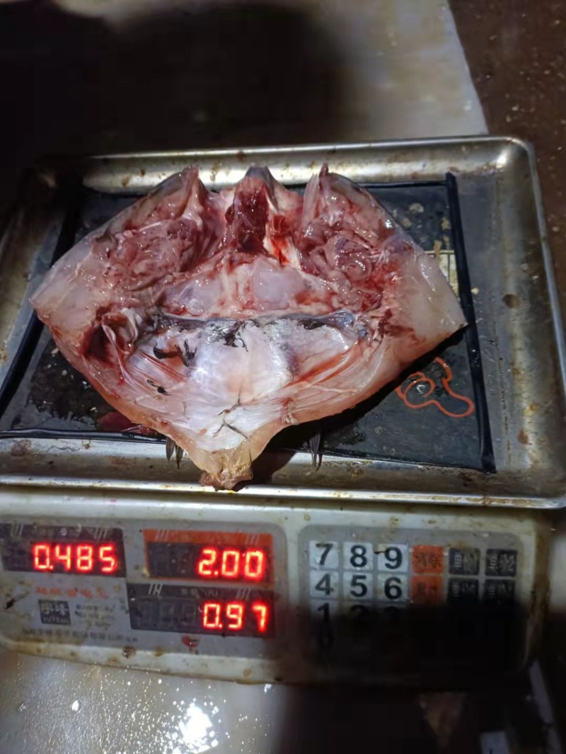白鲢鱼头带肉1规格电商团购专用可提供免疫证明