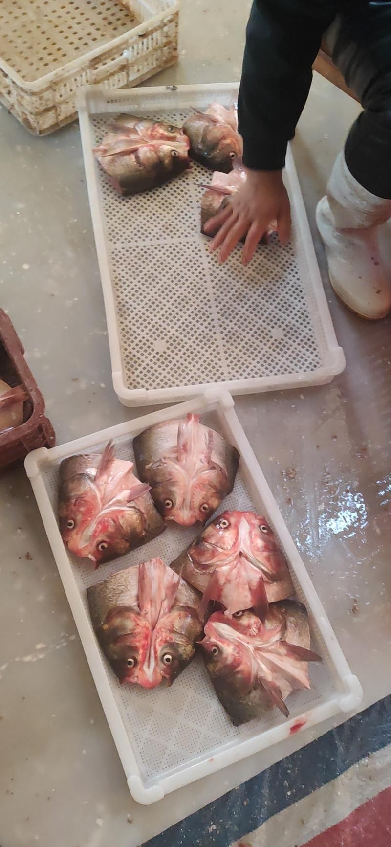 白鲢鱼头带肉1规格电商团购专用可提供免疫证明
