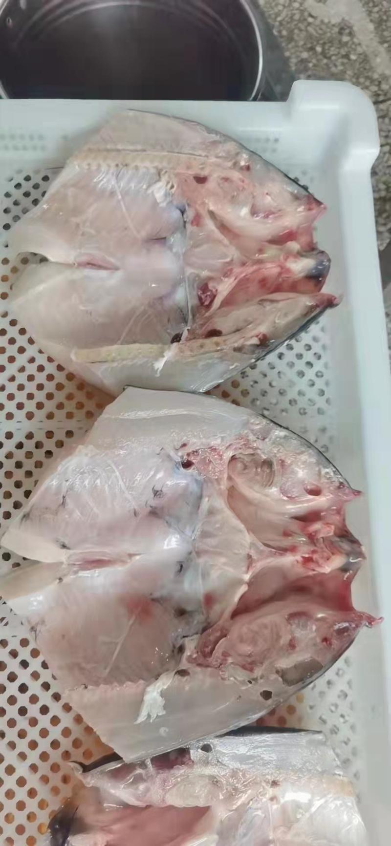 白鲢鱼头带肉1规格电商团购专用可提供免疫证明