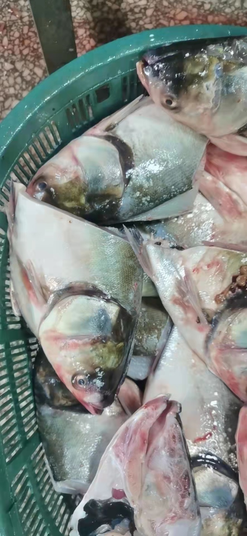 白鲢鱼头带肉1规格电商团购专用可提供免疫证明