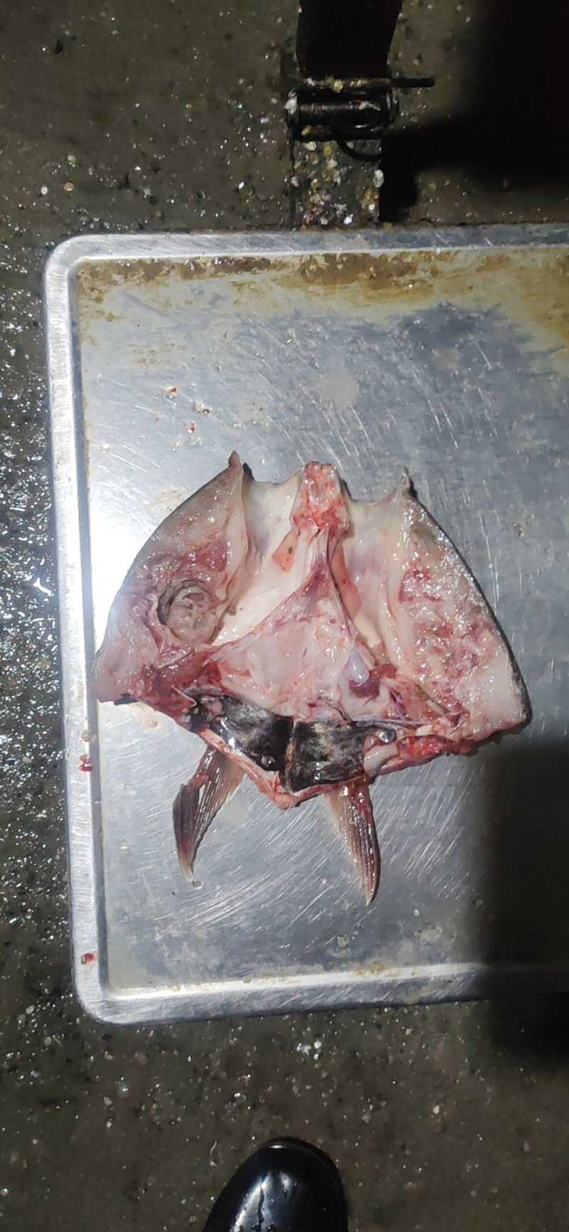 白鲢鱼头带肉1规格电商团购专用可提供免疫证明