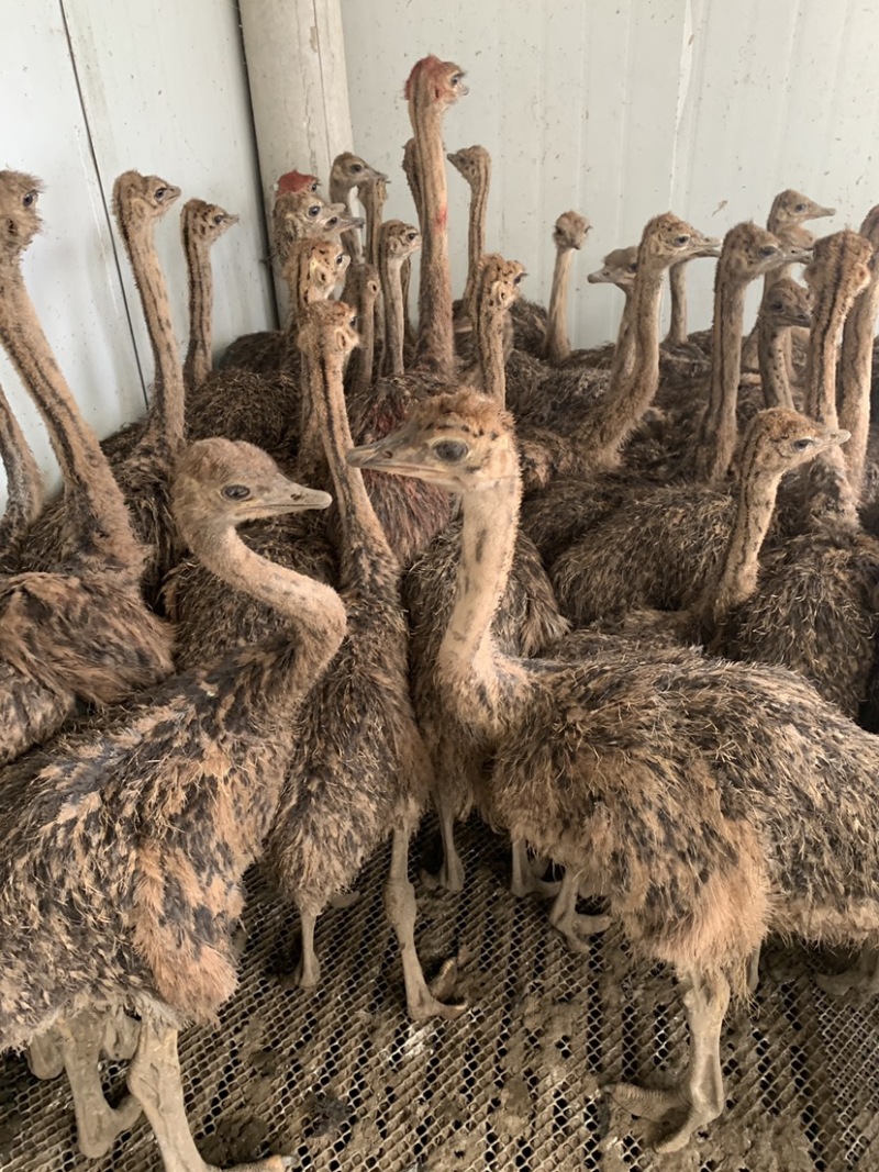 《鸵鸟》嘉祥养殖，成年鸵鸟，优质，一年长到两百斤，吃青草