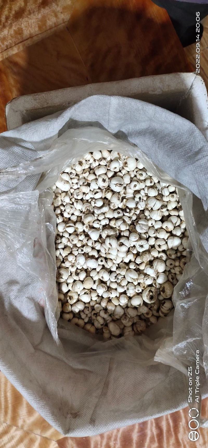 正宗四川贝母，高海拔採挖，产地直发一手货源