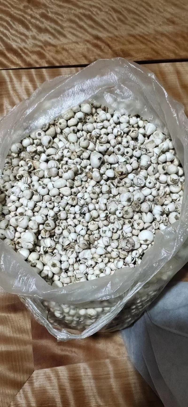 正宗四川贝母，高海拔採挖，产地直发一手货源