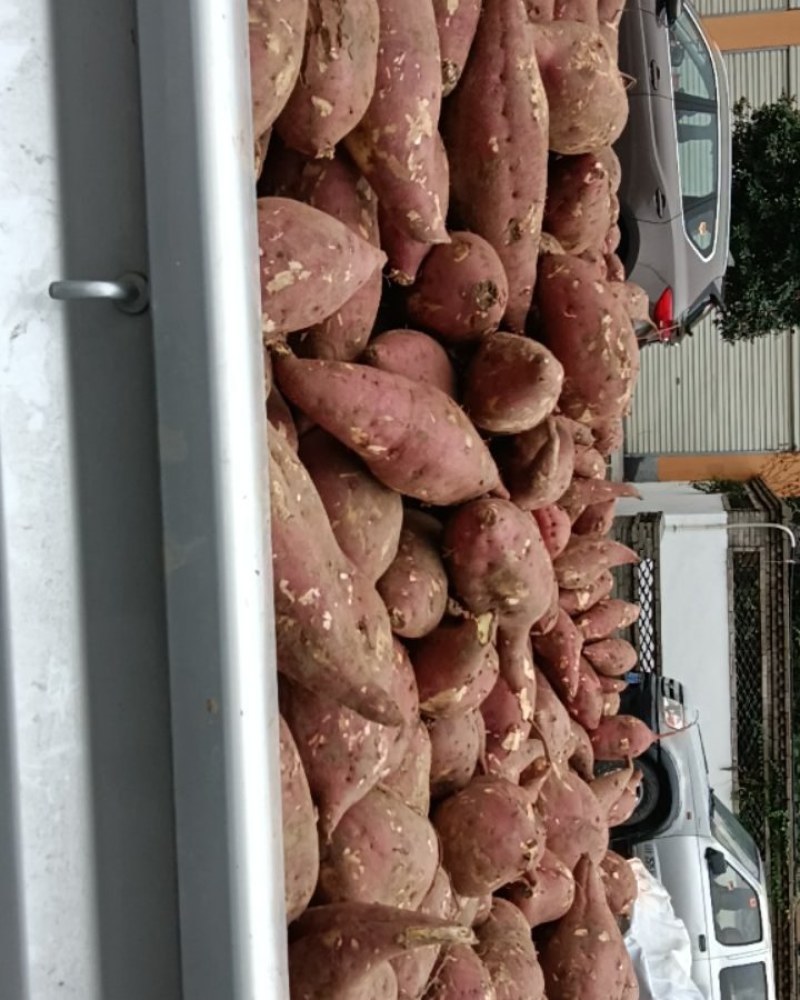 红薯，商薯19