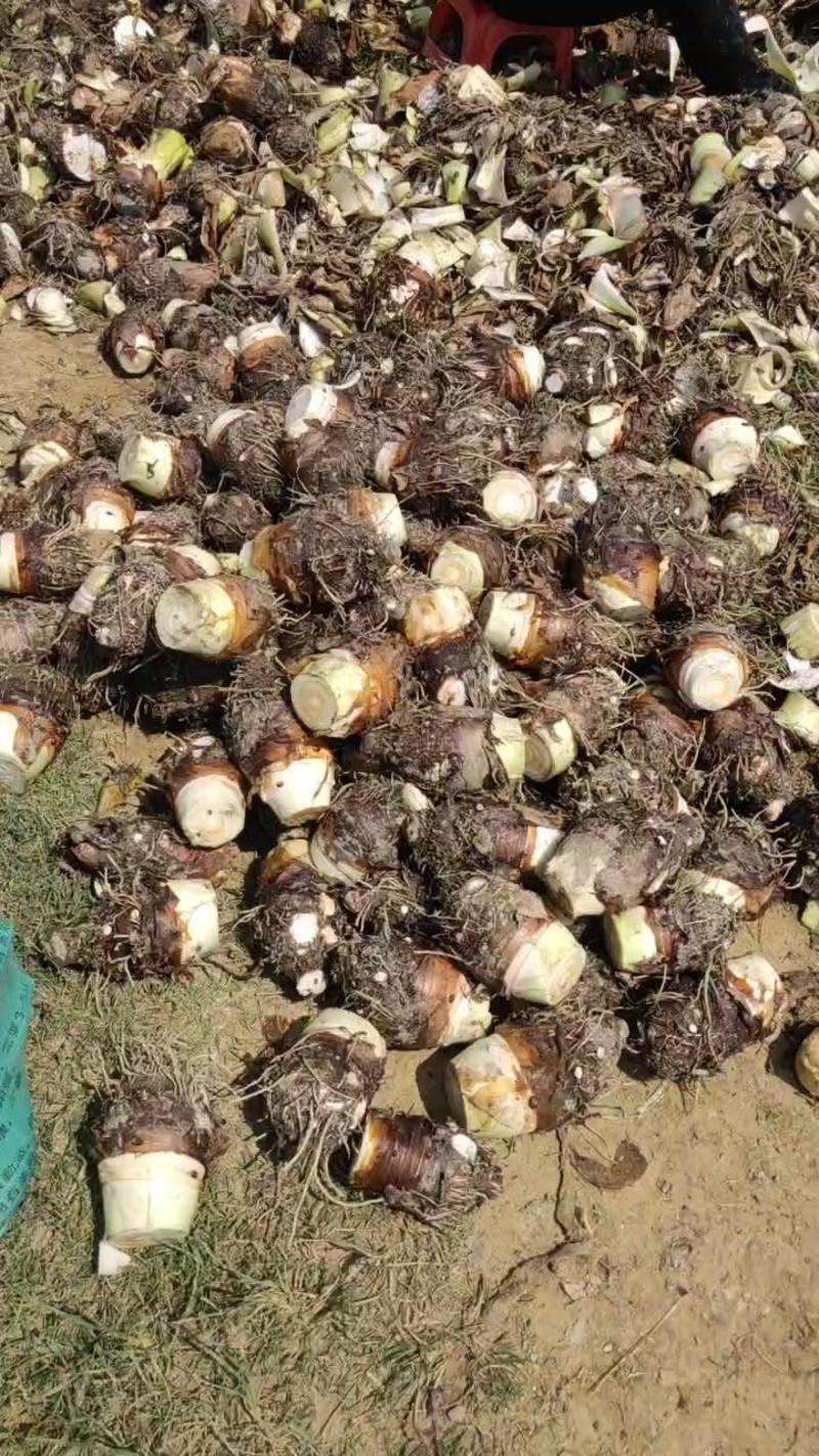 广西粉芋荔浦芋，槟榔芋，福建芋大量现货，可代发全国