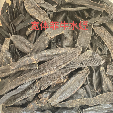 中药材野生水蛭菲牛水蛭照片实拍高含量性价比高