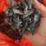 中药材野生水蛭菲牛水蛭照片实拍高含量性价比高