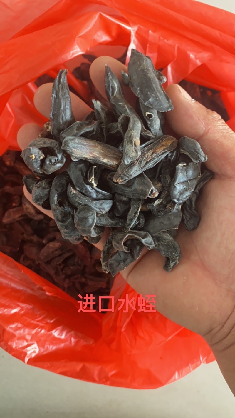 中药材野生水蛭菲牛水蛭照片实拍高含量性价比高