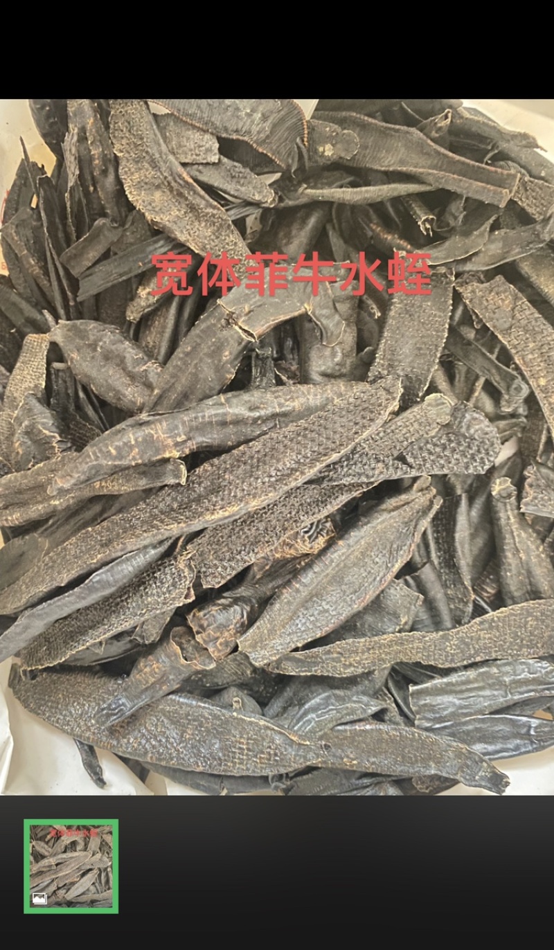 中药材野生水蛭菲牛水蛭照片实拍高含量性价比高