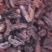 中药材野生水蛭菲牛水蛭照片实拍高含量性价比高