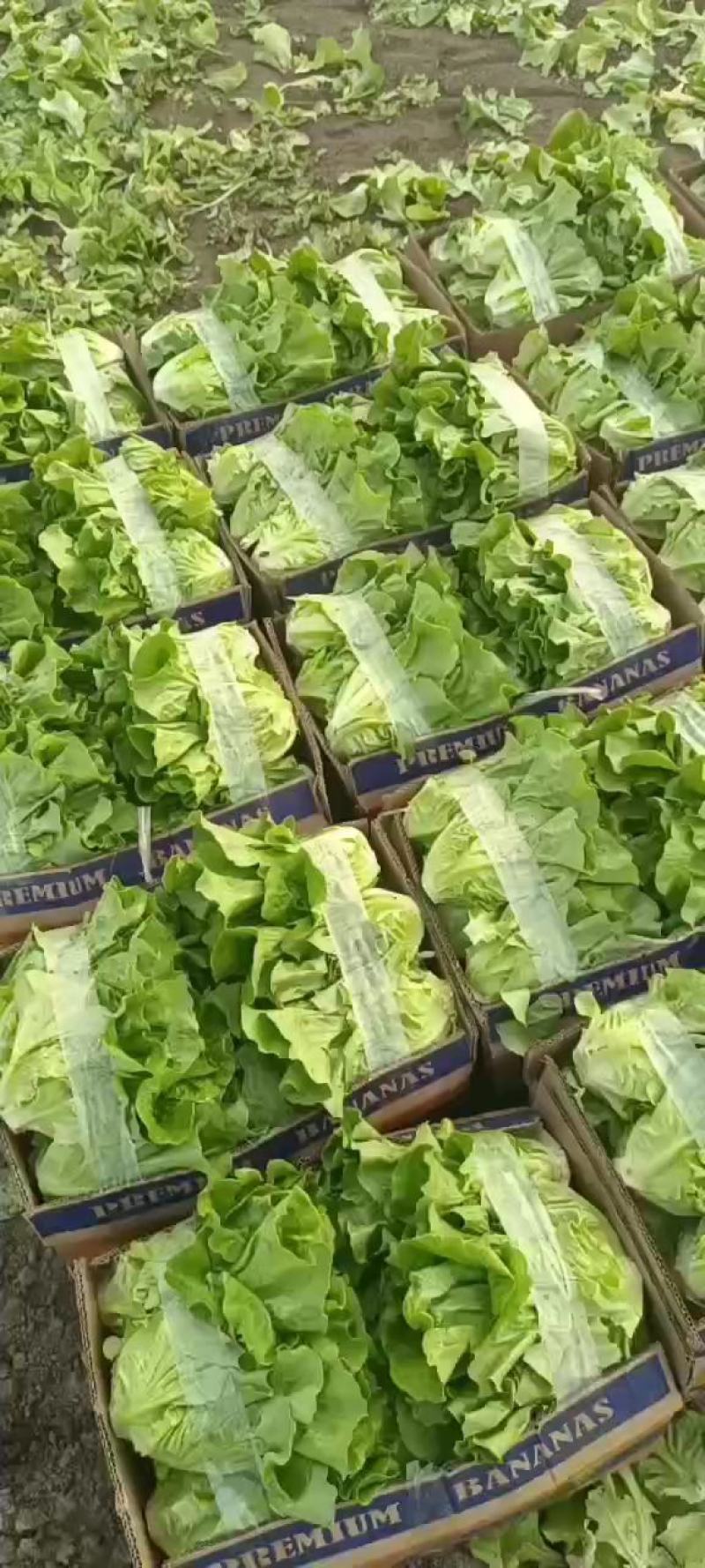 【生菜】精品意大利生菜基地大量有货可视频看货欢迎咨询