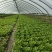【生菜】精品意大利生菜基地大量有货可视频看货欢迎咨询