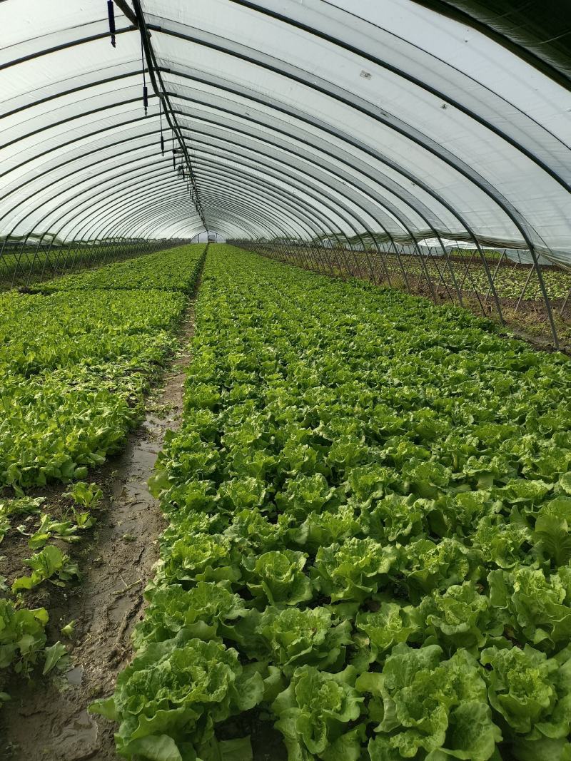 【生菜】精品意大利生菜基地大量有货可视频看货欢迎咨询