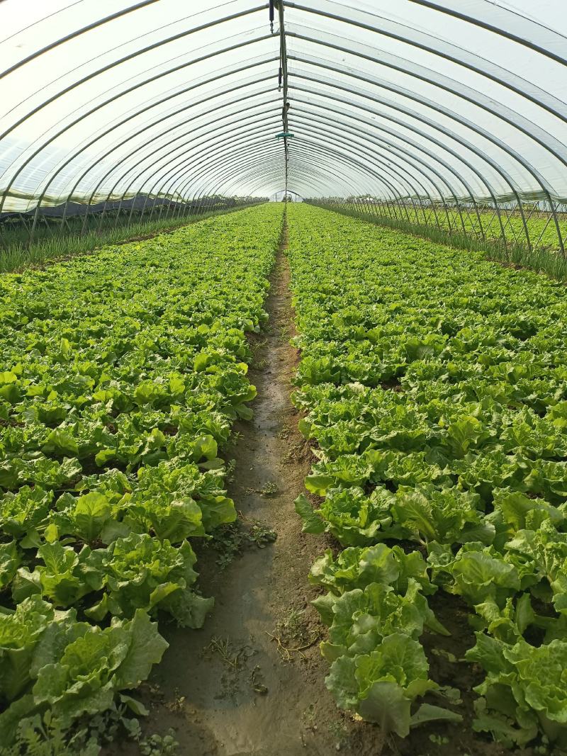 【生菜】精品意大利生菜基地大量有货可视频看货欢迎咨询