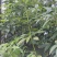 无纺布楠木苗