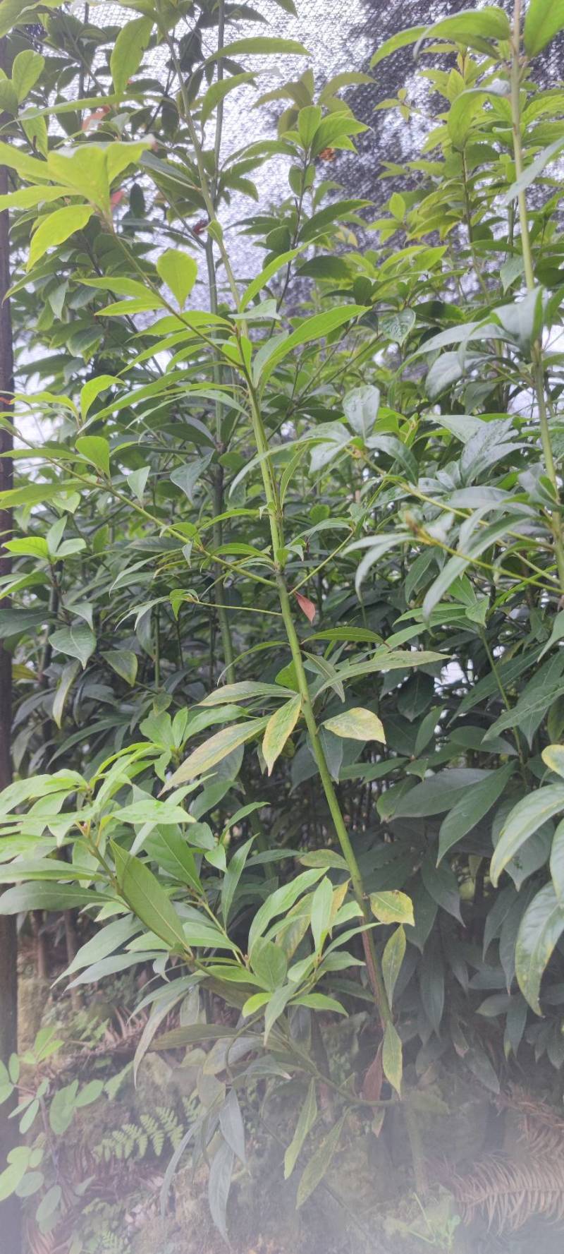 无纺布楠木苗