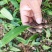 山慈菇冰球子苗山慈菇种苗独蒜兰种苗