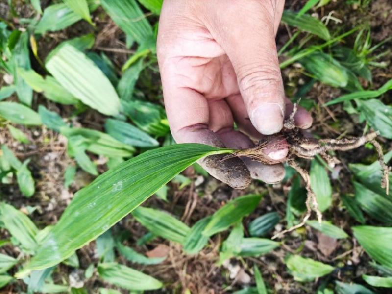 山慈菇冰球子苗山慈菇种苗独蒜兰种苗
