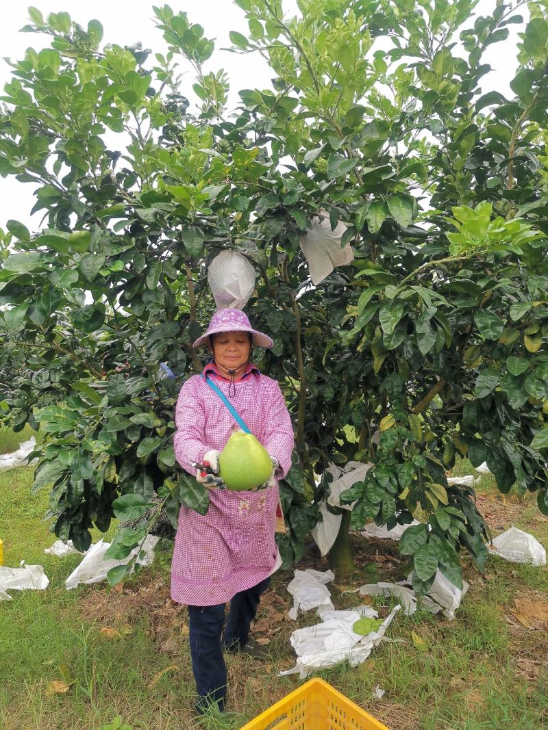 【牛商商家】柚子红宝石柚产地发货量大从优欢迎选购