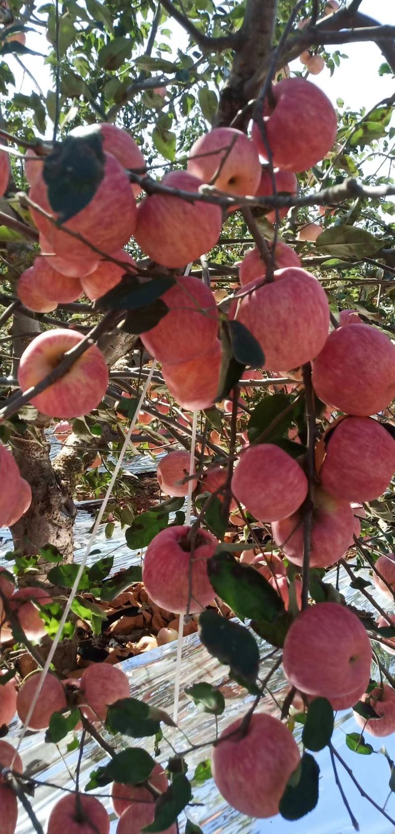 辽宁葫芦岛绥中苹果-红富士苹果产地现货品质好