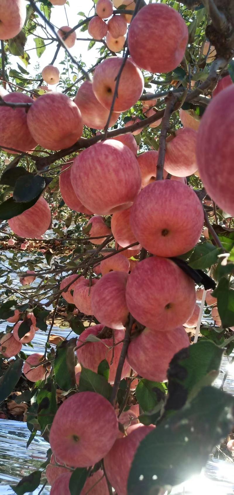 辽宁葫芦岛绥中苹果-红富士苹果产地现货品质好