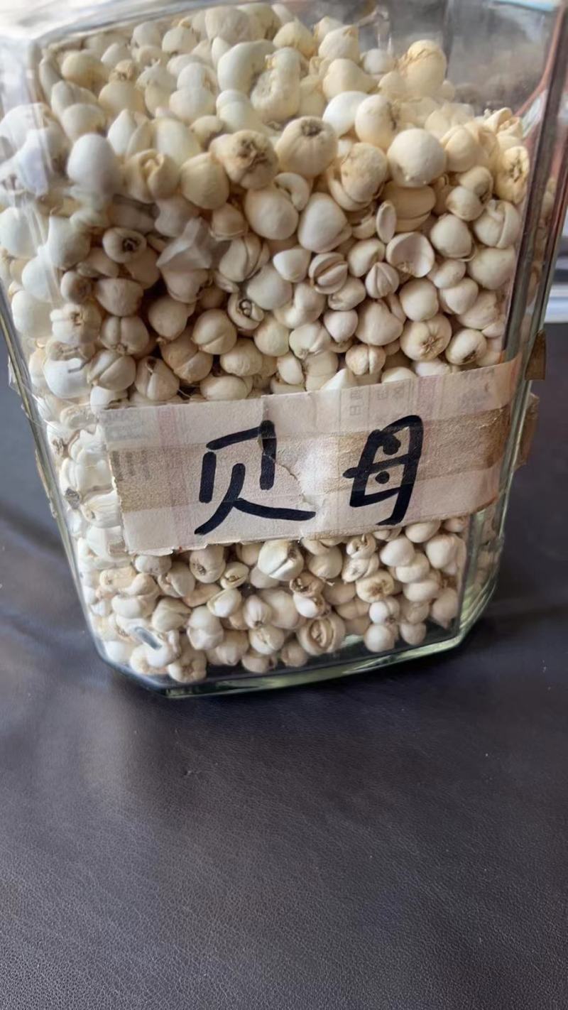 正宗四川贝母，高海拔採挖，产地直发一手货源