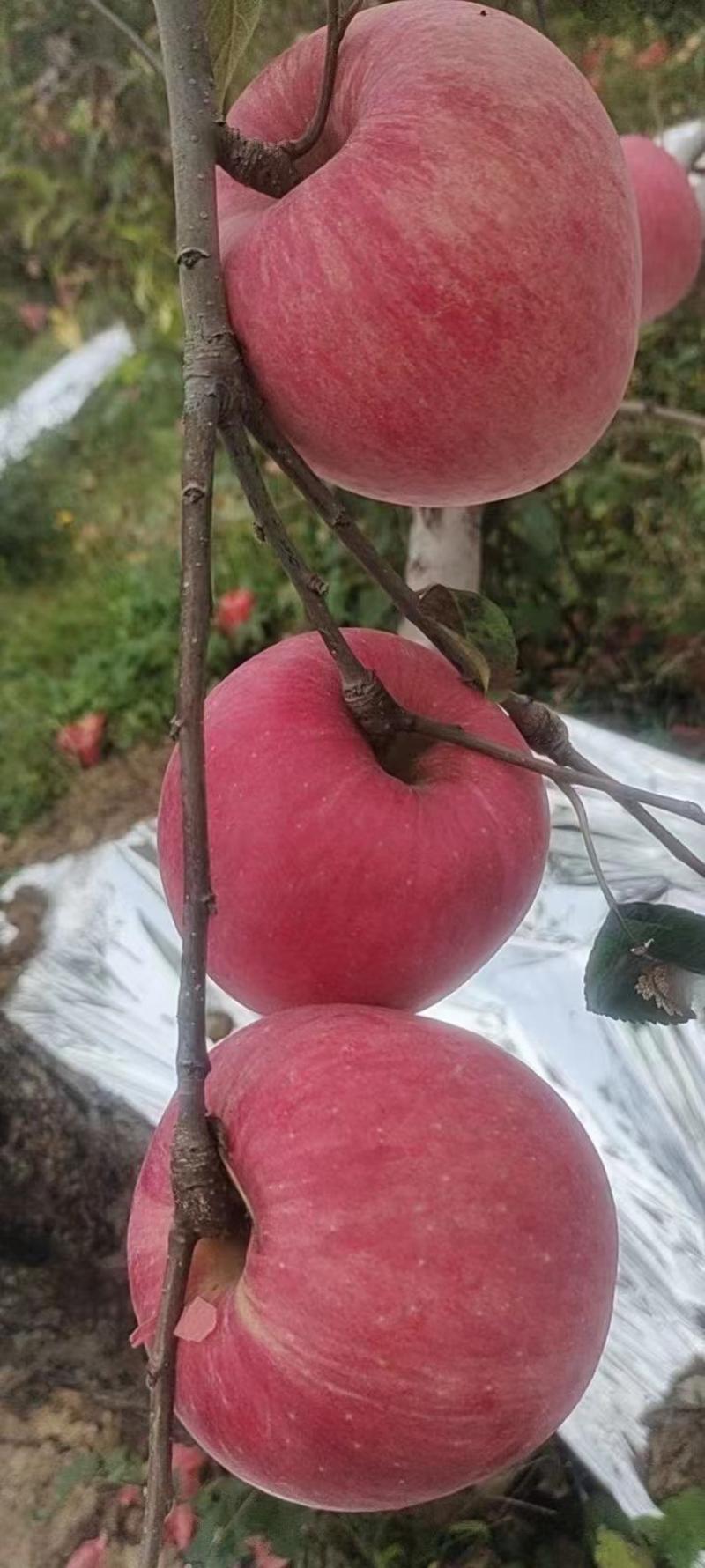 辽宁葫芦岛绥中苹果-寒富苹果产地现货品质好
