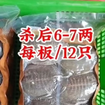 网红麻辣甲鱼批发，卤甲鱼半斤到一斤规格，量大从优