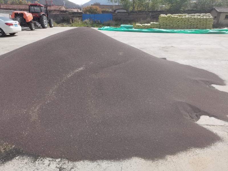 青海小油菜籽