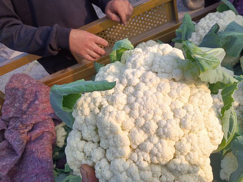 【推荐】白面青梗花菜大量上市，大量现货。价格便宜