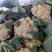 【推荐】白面青梗花菜大量上市，大量现货。价格便宜