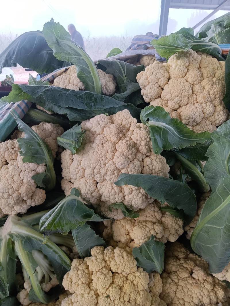 【推荐】白面青梗花菜大量上市，大量现货。价格便宜