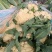 【推荐】白面青梗花菜大量上市，大量现货。价格便宜