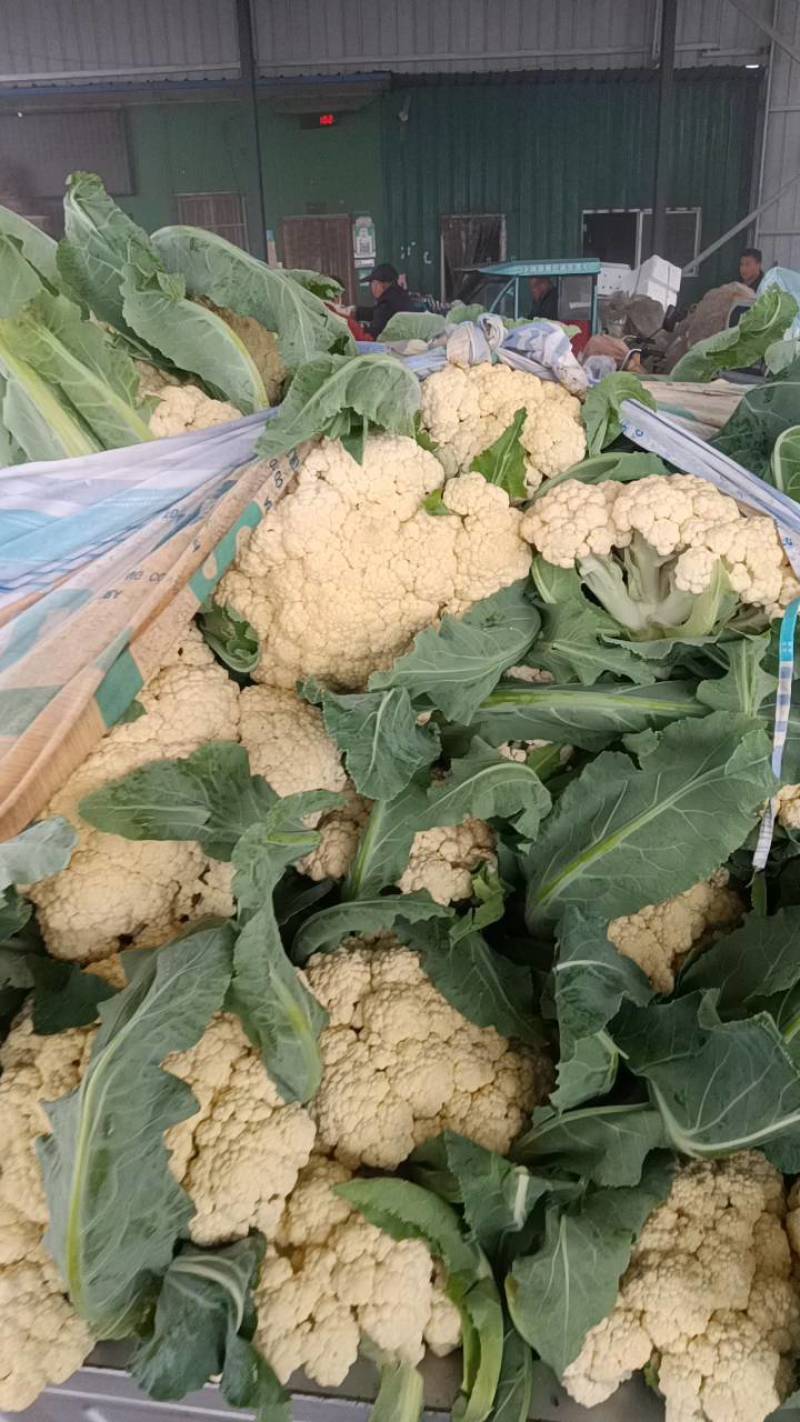 【推荐】白面青梗花菜大量上市，大量现货。价格便宜