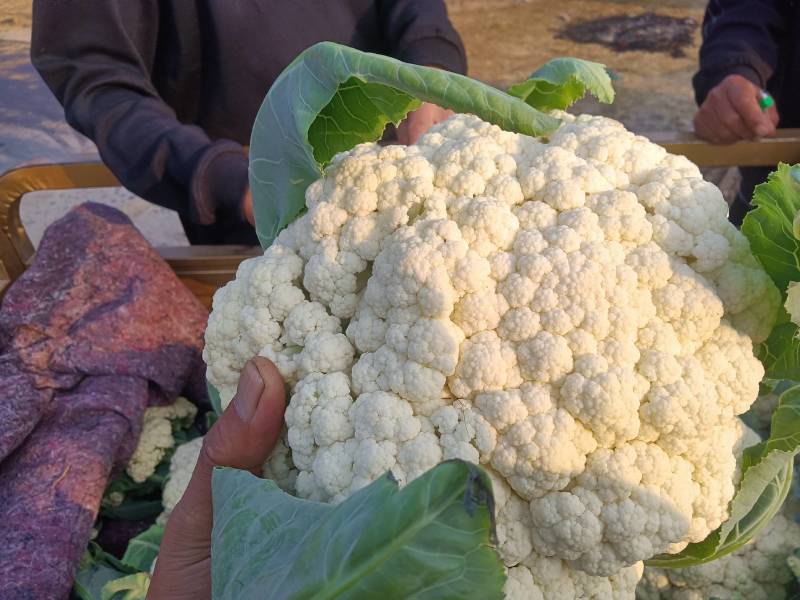 【推荐】白面青梗花菜大量上市，大量现货。价格便宜