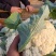 【推荐】白面青梗花菜大量上市，大量现货。价格便宜