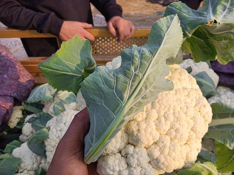 【推荐】白面青梗花菜大量上市，大量现货。价格便宜