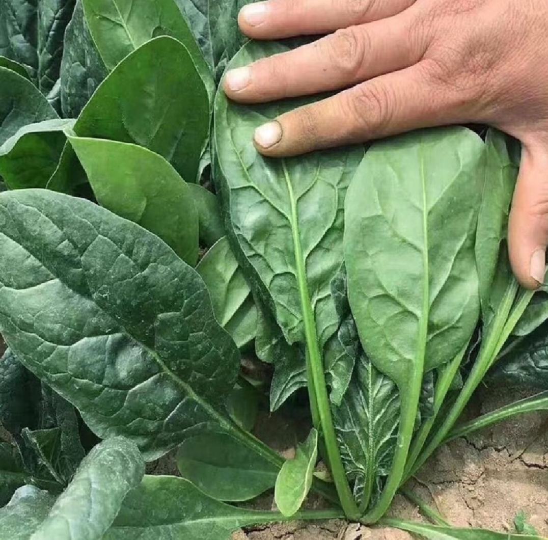 胡萝卜菠菜泥制作过程