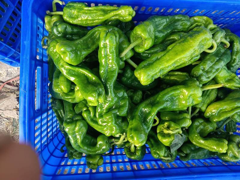 【好货】薄皮辣椒大量上市，大量现货，价格便宜需要的联系