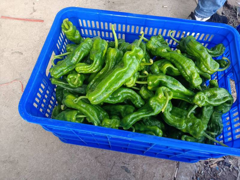 【好货】薄皮辣椒大量上市，大量现货，价格便宜需要的联系