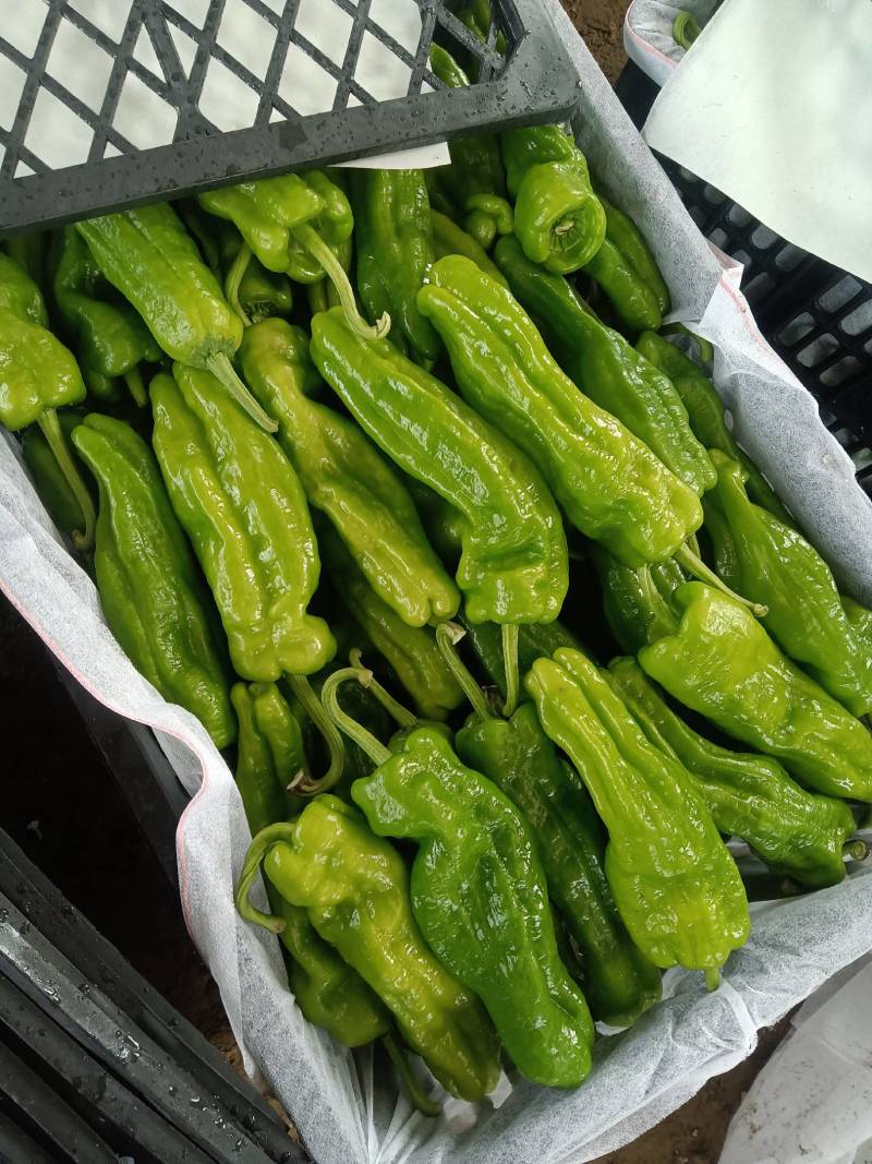 【好货】薄皮辣椒大量上市，大量现货，价格便宜需要的联系