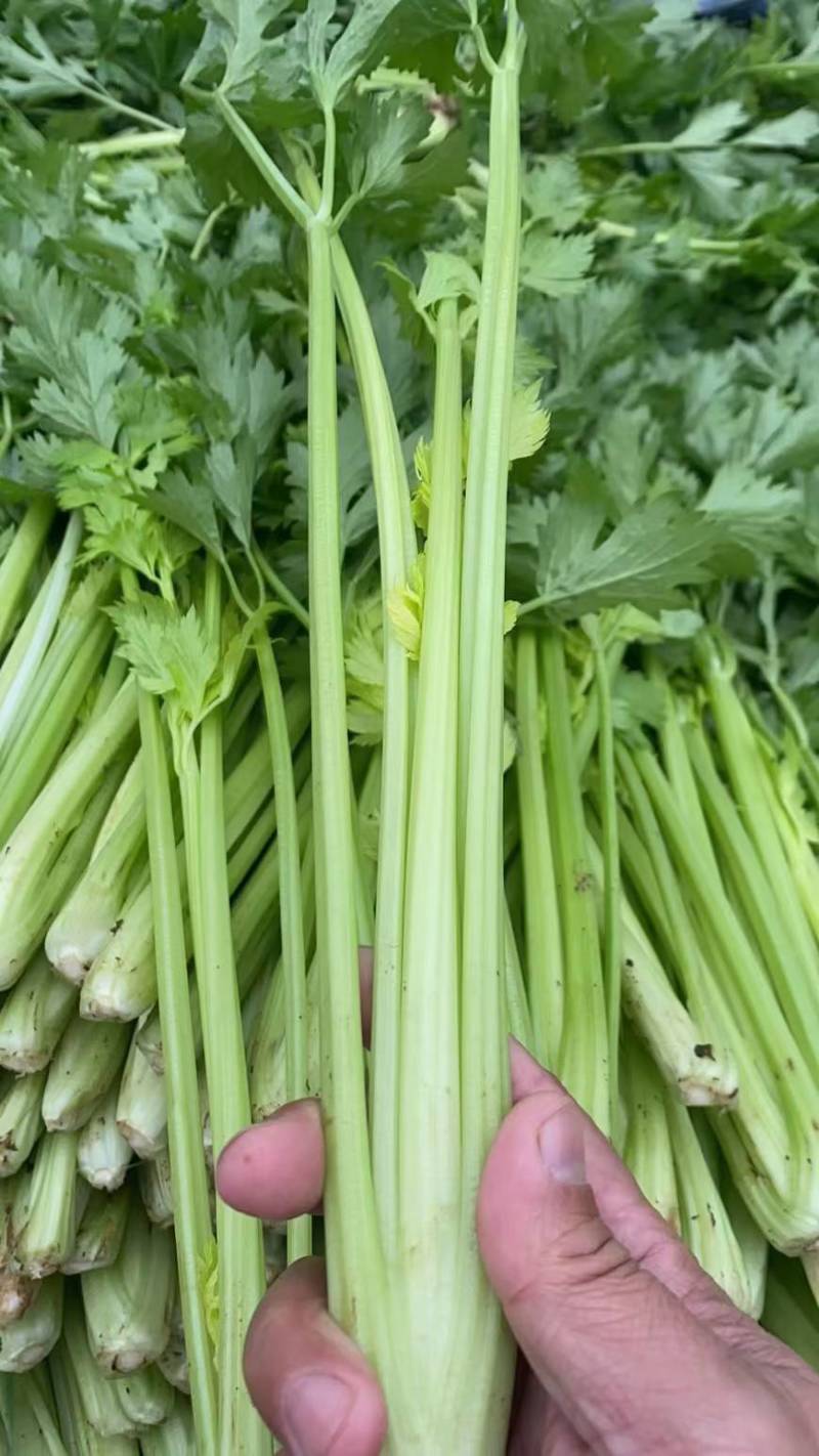 【优选】中小西芹菜大量上市，大量有货，价格便宜