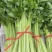 【优选】中小西芹菜大量上市，大量有货，价格便宜
