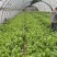 【优选】中小西芹菜大量上市，大量有货，价格便宜