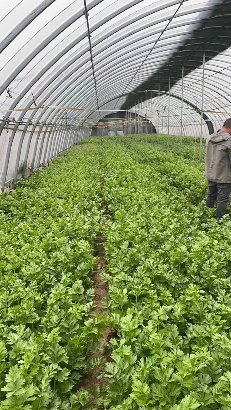 【优选】中小西芹菜大量上市，大量有货，价格便宜