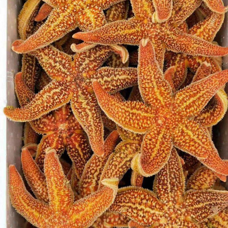 海星